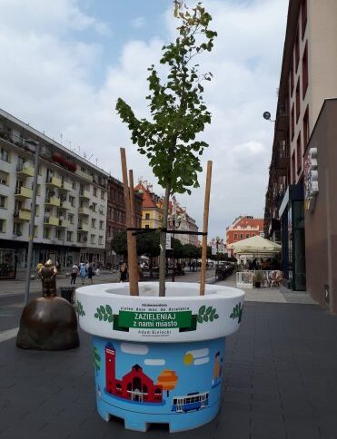 Drzewa Mocy na ulicach Wrocławia